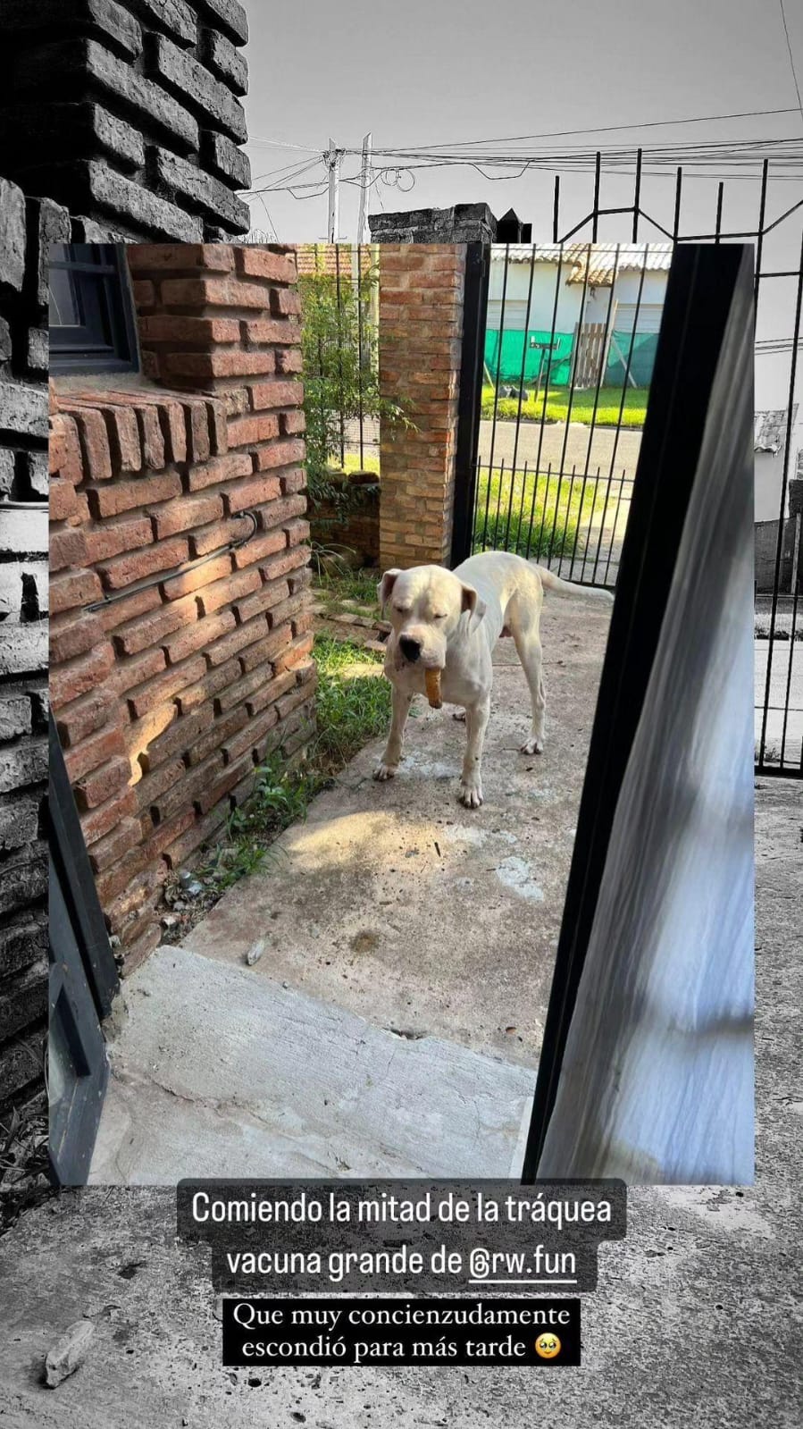 Mascota saludable con productos RAW