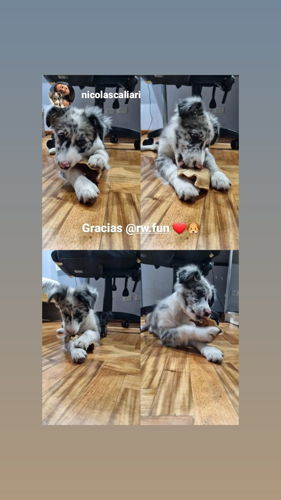 Mascota disfrutando snacks saludables