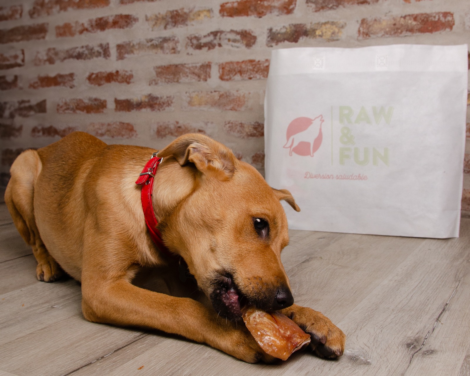 Imagen de mascota jugando