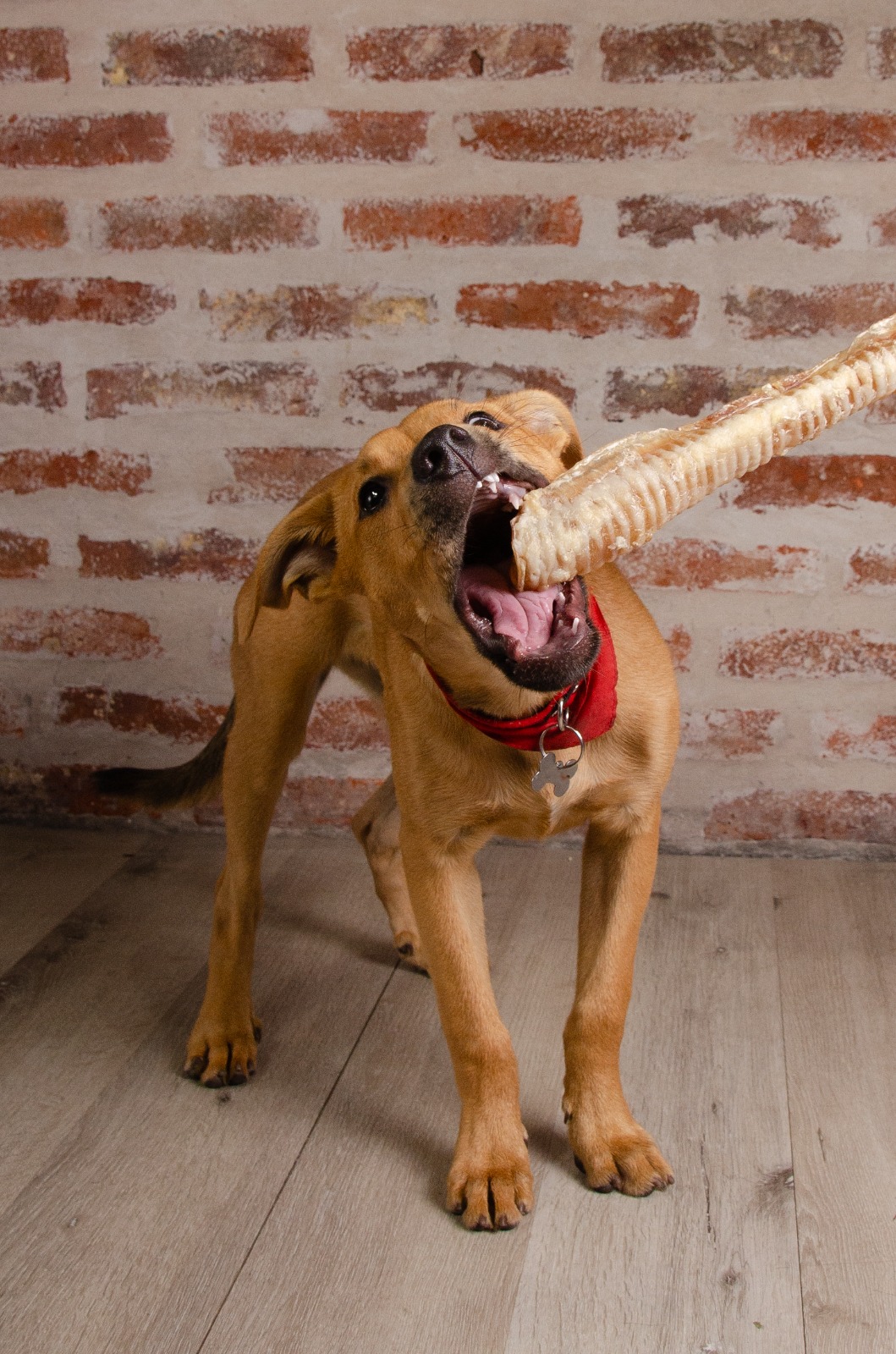 Imagen de mascota saludable